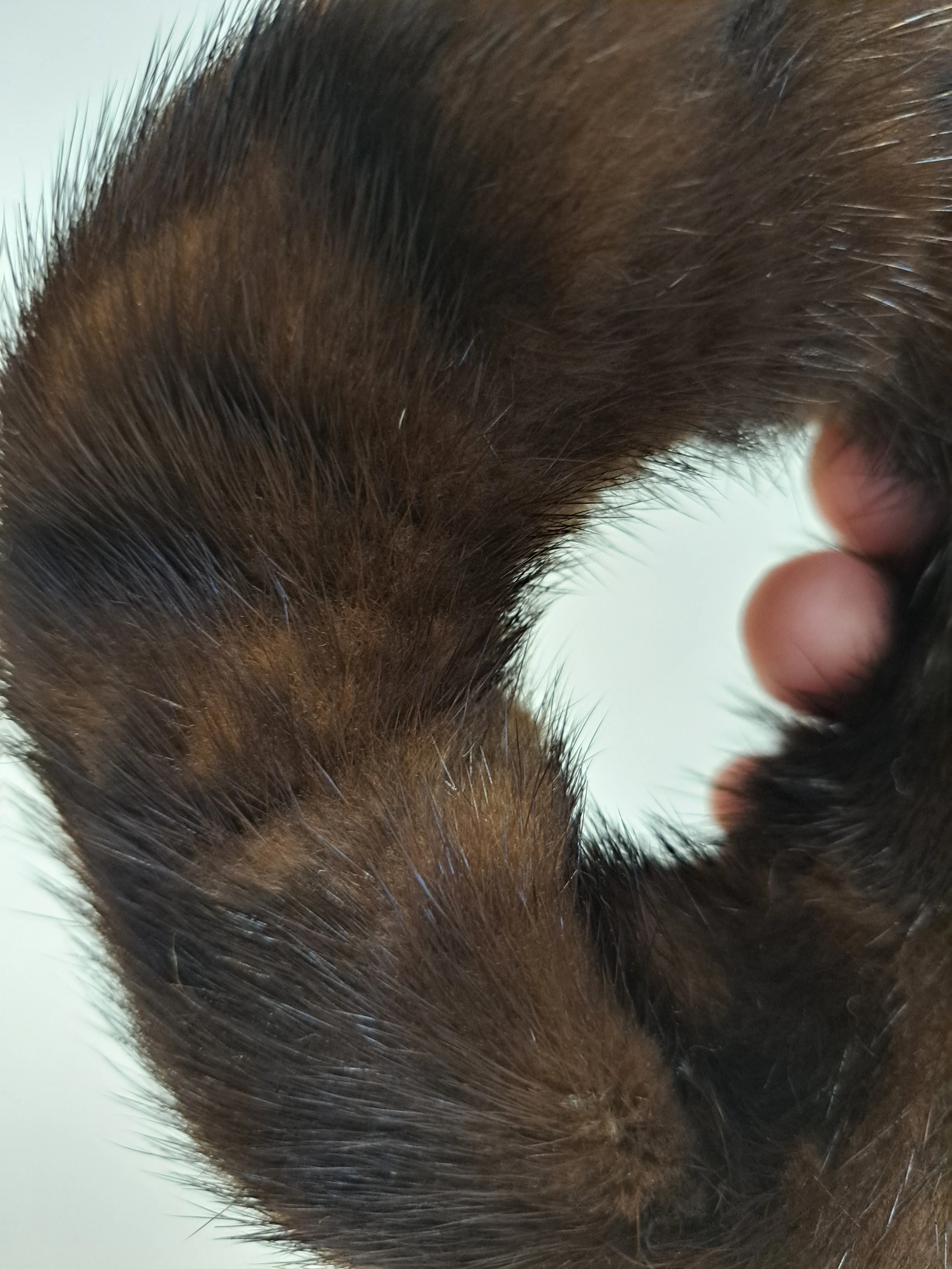 Hårbinding - mink - tilbehør - mørkebrun - Image 3
